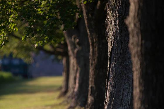 Photo of trees on Chatham's 伊甸堂校园